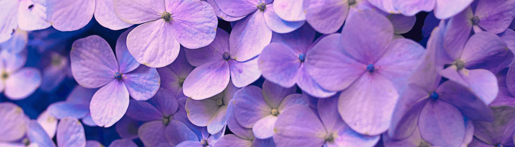 banner_bg