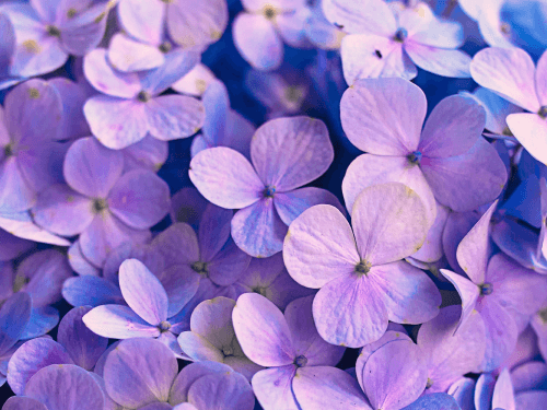 banner_bg
