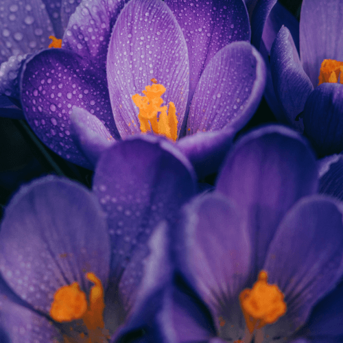 gallery-img