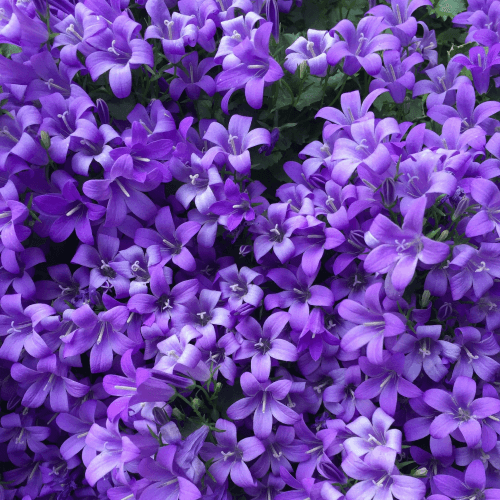 gallery-img