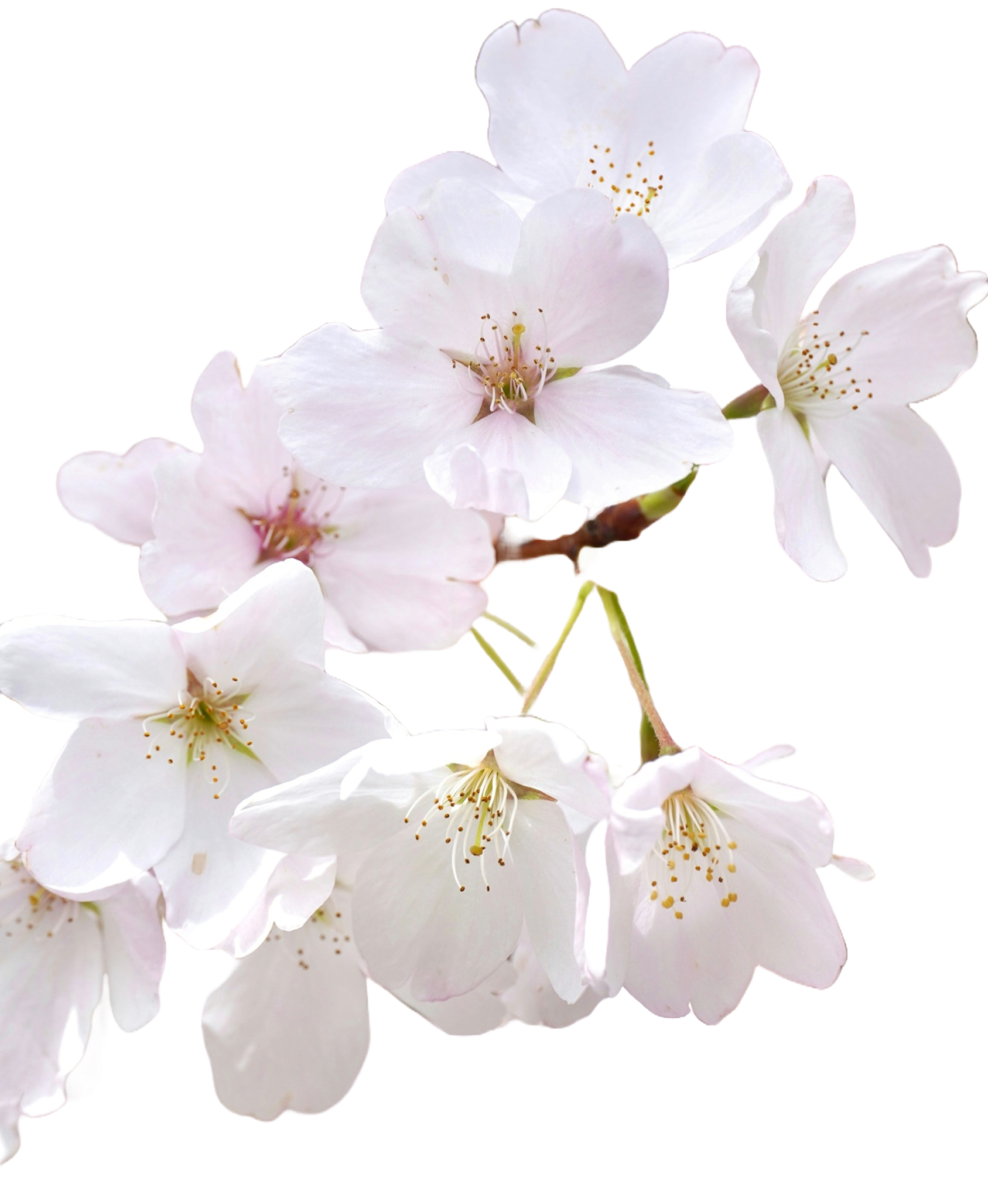 flower image