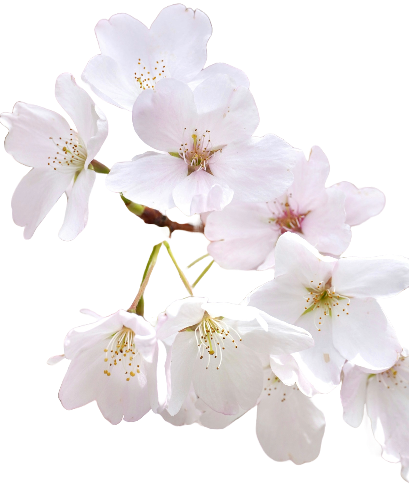 flower image